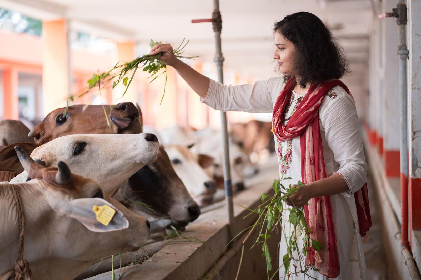 माँ अरुणा विजय गौशाला में गौ माता की सेवा